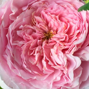 Интернет-Магазин Растений - Poзa Аусибайт - розовая - Английская роза  - роза с интенсивным запахом - Дэвид Чарльз Хеншоу Остин - Сорт с крепким строением, поэтому прекрасно подходит как растение заднего плана на клумбах с многолетниками, но можно выращивать и как небольшую плетистую розу. Махровые цветы в форме лодочки подходят и для срезки.